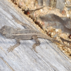 Diporiphora nobbi at Tennent, ACT - 19 Oct 2021