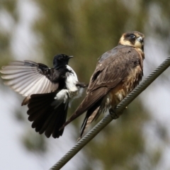 Falco longipennis (Australian Hobby) at Jerrabomberra Wetlands - 19 Oct 2021 by RodDeb