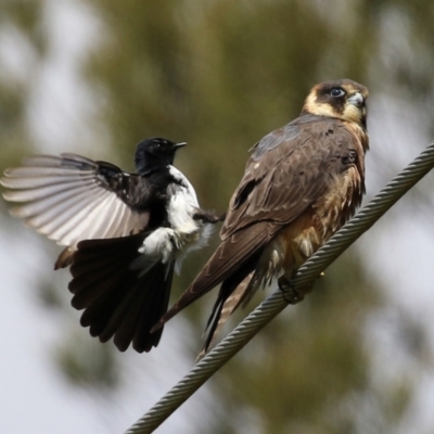 Falco longipennis (Australian Hobby) at Jerrabomberra Wetlands - 19 Oct 2021 by RodDeb