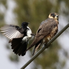 Falco longipennis (Australian Hobby) at Fyshwick, ACT - 19 Oct 2021 by RodDeb