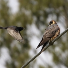 Falco longipennis at Fyshwick, ACT - 19 Oct 2021