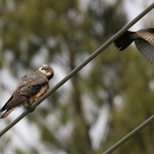 Falco longipennis at Fyshwick, ACT - 19 Oct 2021 02:06 PM