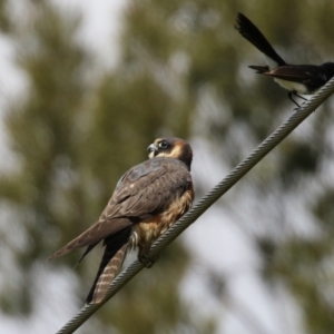 Falco longipennis at Fyshwick, ACT - 19 Oct 2021