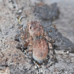 Maratus proszynskii at Paddys River, ACT - 19 Oct 2021