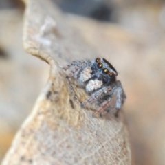 Maratus proszynskii at Paddys River, ACT - 19 Oct 2021