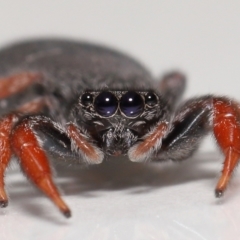 Holoplatys invenusta (Jumping spider) at Evatt, ACT - 13 Oct 2021 by TimL
