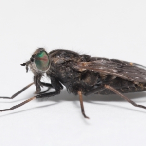 Tabanidae (family) at Evatt, ACT - 14 Oct 2021