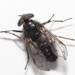 Tabanidae (family) at Evatt, ACT - 14 Oct 2021