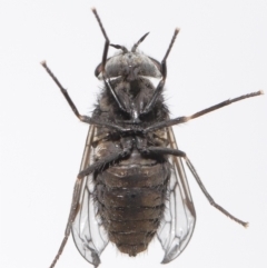 Tabanidae (family) at Evatt, ACT - 14 Oct 2021