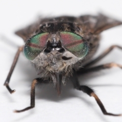 Tabanidae (family) at Evatt, ACT - 14 Oct 2021