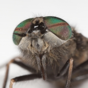 Tabanidae (family) at Evatt, ACT - 14 Oct 2021 12:22 PM