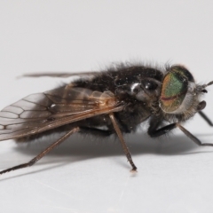 Tabanidae (family) (Unidentified march or horse fly) at Evatt, ACT - 16 Oct 2021 by TimL