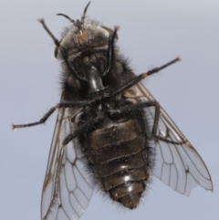 Tabanidae (family) at Evatt, ACT - 16 Oct 2021 02:48 PM