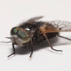 Tabanidae (family) at Evatt, ACT - 16 Oct 2021 02:48 PM