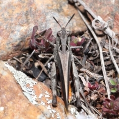 Cryptobothrus chrysophorus (Golden Bandwing) at Booth, ACT - 17 Oct 2021 by TimL