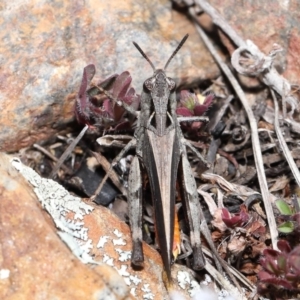 Cryptobothrus chrysophorus at Booth, ACT - 17 Oct 2021