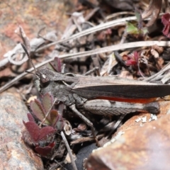 Cryptobothrus chrysophorus at Booth, ACT - 17 Oct 2021 11:00 AM