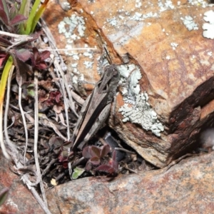 Cryptobothrus chrysophorus at Booth, ACT - 17 Oct 2021