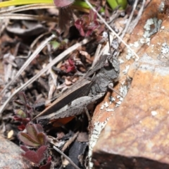 Cryptobothrus chrysophorus at Booth, ACT - 17 Oct 2021