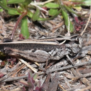 Cryptobothrus chrysophorus at Booth, ACT - 17 Oct 2021 10:55 AM