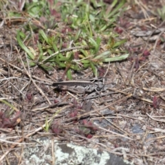 Cryptobothrus chrysophorus at Booth, ACT - 17 Oct 2021