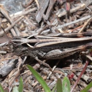 Cryptobothrus chrysophorus at Booth, ACT - 17 Oct 2021 10:55 AM