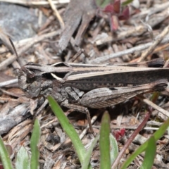 Cryptobothrus chrysophorus at Booth, ACT - 17 Oct 2021 10:55 AM