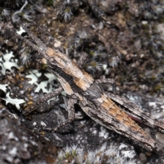 Coryphistes ruricola (Bark-mimicking Grasshopper) at Namadgi National Park - 17 Oct 2021 by TimL