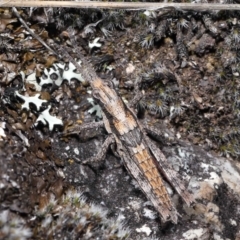 Coryphistes ruricola at Booth, ACT - 17 Oct 2021