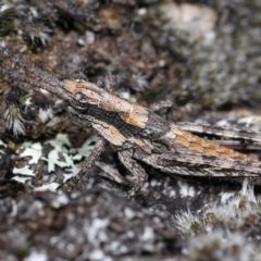 Coryphistes ruricola at Booth, ACT - 17 Oct 2021