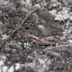 Coryphistes ruricola at Booth, ACT - 17 Oct 2021