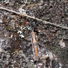 Coryphistes ruricola at Booth, ACT - 17 Oct 2021