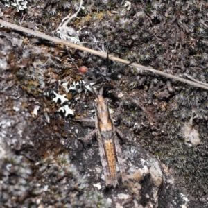 Coryphistes ruricola at Booth, ACT - 17 Oct 2021