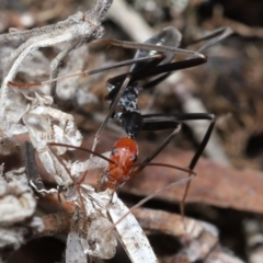 Leptomyrmex erythrocephalus (Spider ant) at Booth, ACT - 17 Oct 2021 by TimL
