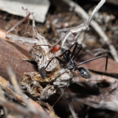 Leptomyrmex erythrocephalus at Booth, ACT - 17 Oct 2021 11:35 AM