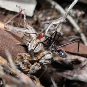 Leptomyrmex erythrocephalus at Booth, ACT - 17 Oct 2021