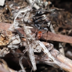 Leptomyrmex erythrocephalus at Booth, ACT - 17 Oct 2021 11:35 AM