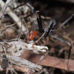 Leptomyrmex erythrocephalus at Booth, ACT - 17 Oct 2021 11:35 AM