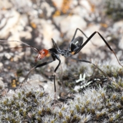 Leptomyrmex erythrocephalus at Booth, ACT - 17 Oct 2021