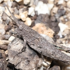 Coryphistes ruricola (Bark-mimicking Grasshopper) at Booth, ACT - 17 Oct 2021 by TimL