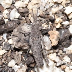 Coryphistes ruricola at Booth, ACT - 17 Oct 2021