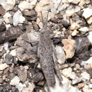 Coryphistes ruricola at Booth, ACT - 17 Oct 2021 12:02 PM