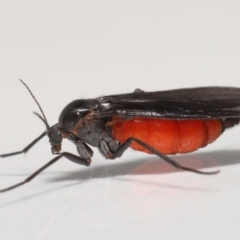 Sciaridae sp. (family) at Evatt, ACT - 17 Oct 2021