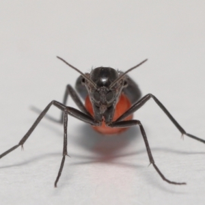 Sciaridae sp. (family) at Evatt, ACT - 17 Oct 2021 03:48 PM