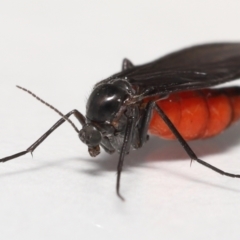 Sciaridae sp. (family) at Evatt, ACT - 17 Oct 2021 03:48 PM