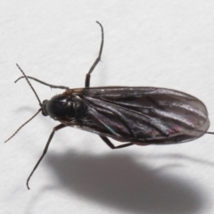 Sciaridae sp. (family) at Evatt, ACT - 17 Oct 2021