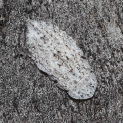 Ledromorpha planirostris (A leafhopper) at Namadgi National Park - 16 Oct 2021 by TimL