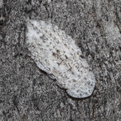 Ledromorpha planirostris (A leafhopper) at Booth, ACT - 16 Oct 2021 by TimL