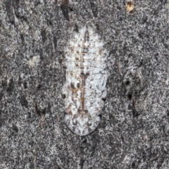 Ledromorpha planirostris (A leafhopper) at Booth, ACT - 17 Oct 2021 by TimL