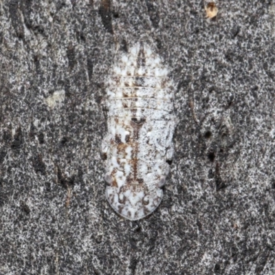 Ledromorpha planirostris (A leafhopper) at Booth, ACT - 16 Oct 2021 by TimL